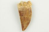 Serrated, Raptor Tooth - Real Dinosaur Tooth #200286-1